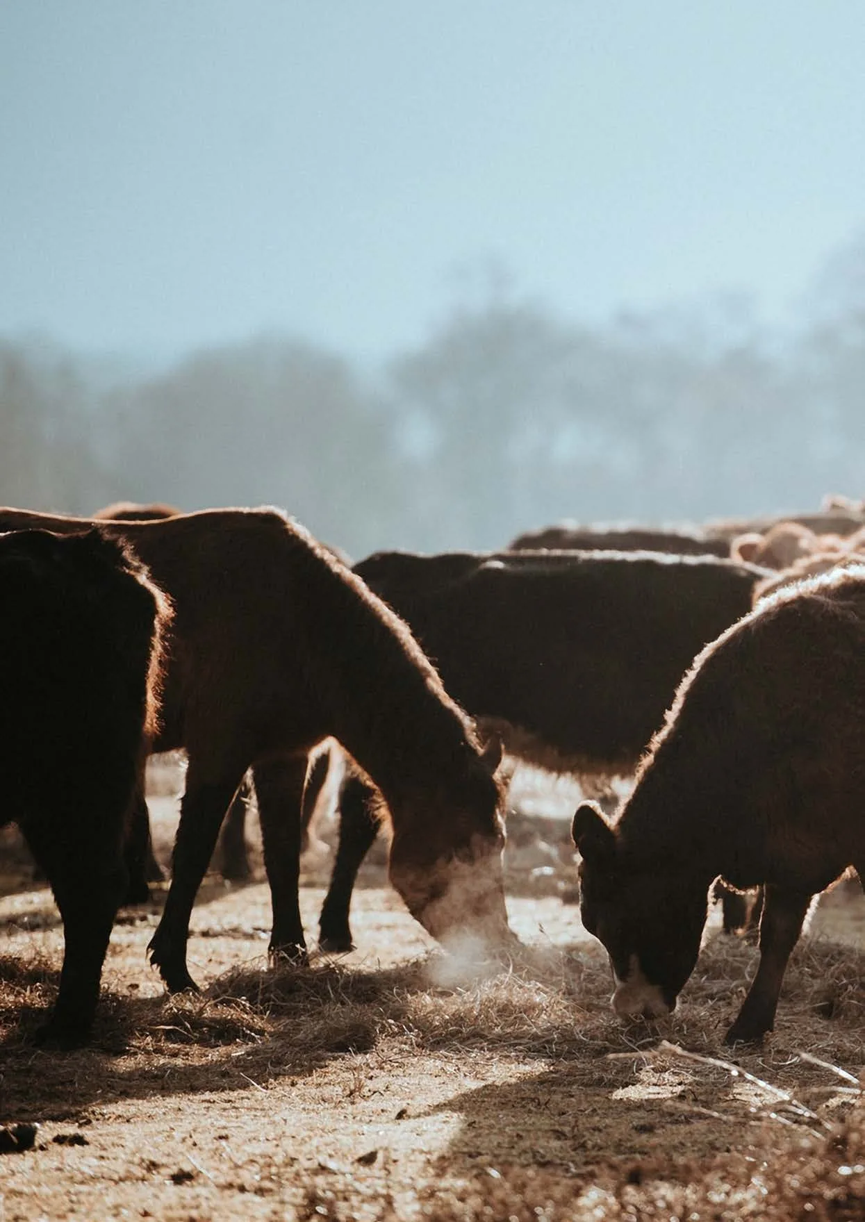 Dairy cattle on a Taranaki farm