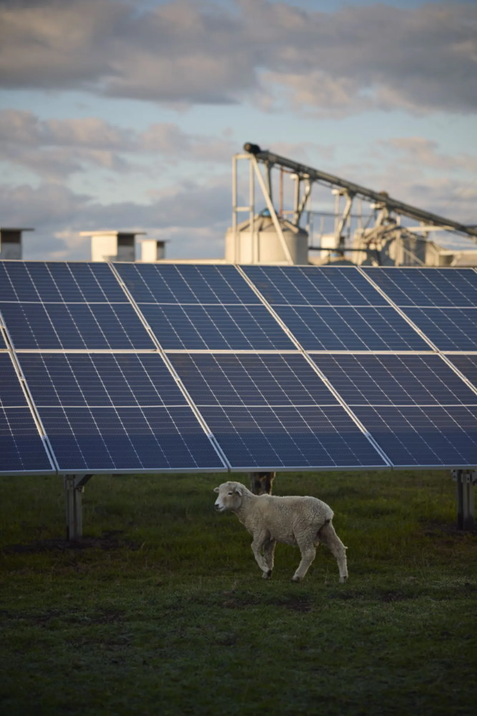 Lamb walking under ground-mounted solar panels on a Taranaki farm