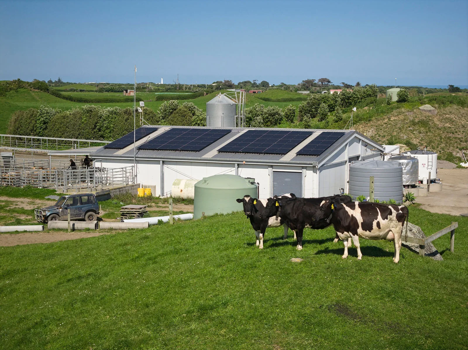 Dairy cows in front of a Taranaki shed with solar across the roof