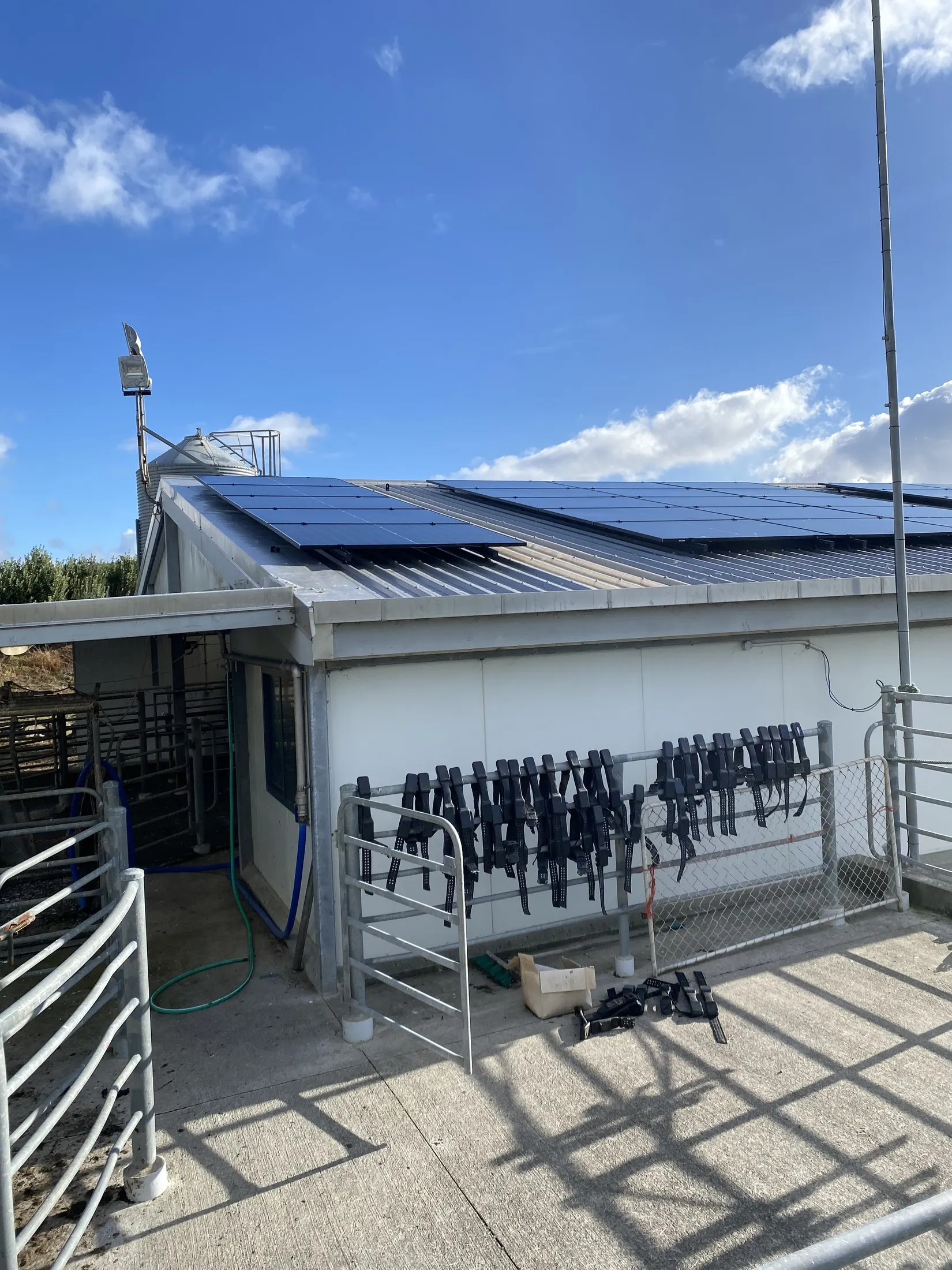 Dairy yard with cattle pens and solar panels on the shed roof